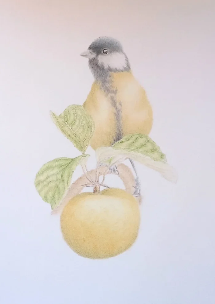 Pencil drawing Tit - My, Drawing, Colour pencils, Botany, Botanical illustration, Illustrations, Tit