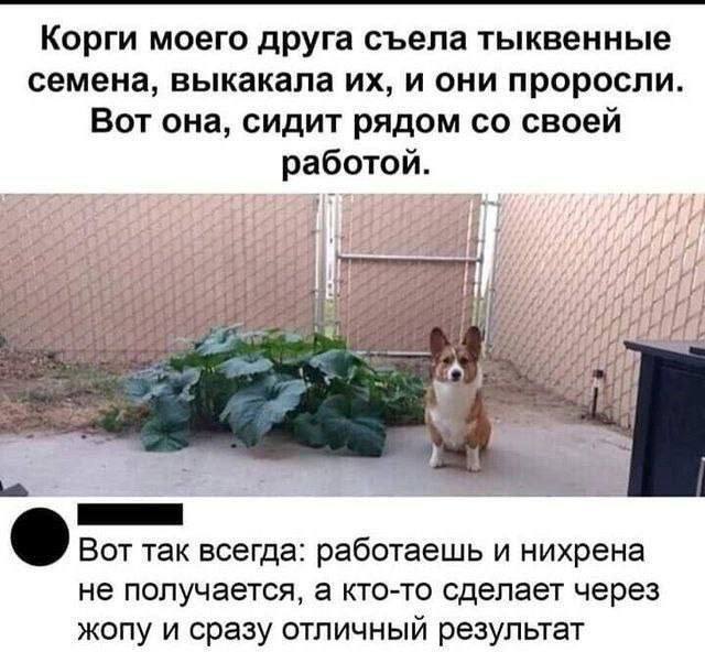 What a diligent bun! - Humor, Picture with text, Corgi