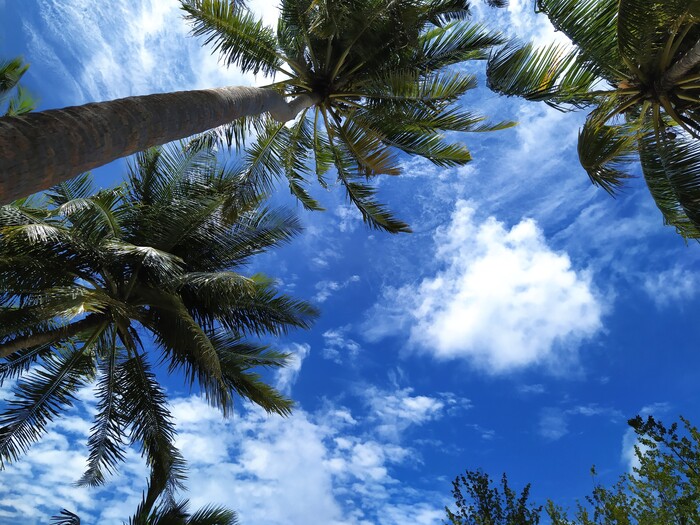 ��� ������� ������