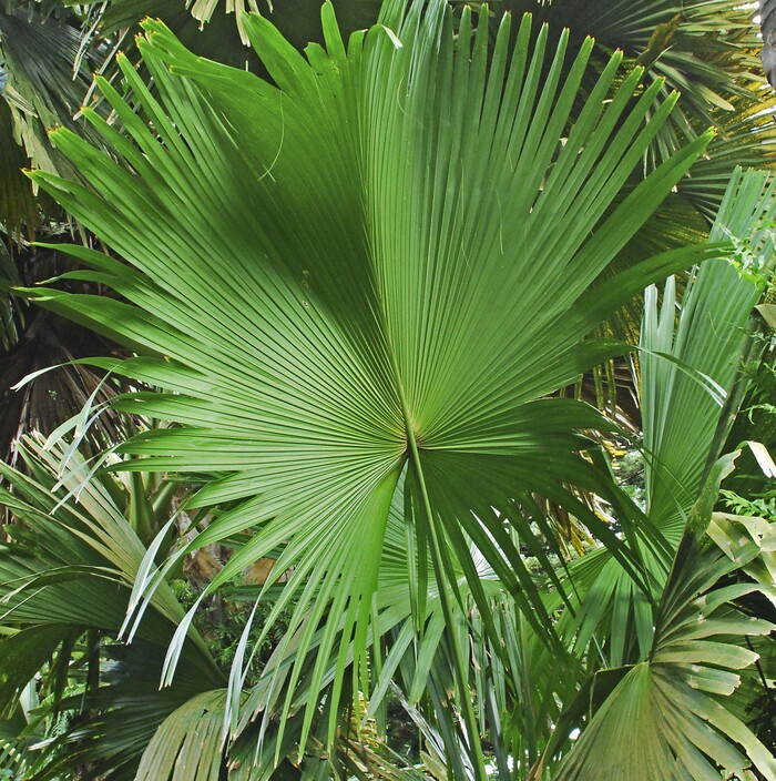 Лист корифы зонтичной.