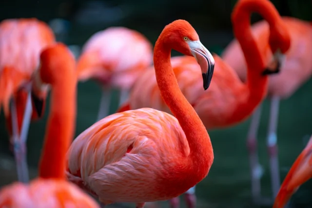 Two male flamingos become same-sex parents - My, Telegram (link), Longpost, Flamingo, Birds, Eggs, Males, Animals