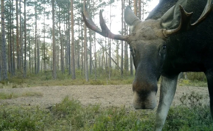 Cuckold groom looks into camera lens - My, Leningrad region, Vsevolozhsky district, Elk, Each creature has a pair, Pavel Glazkov, Video, Video VK, Longpost