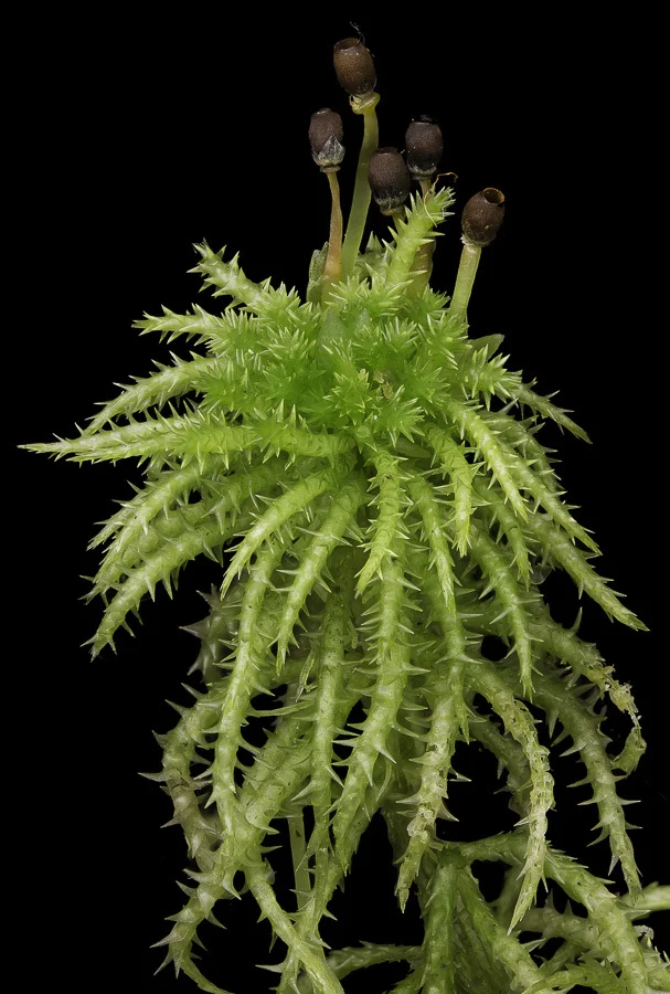 Sphagnum - My, Plants, Biology, Botany, Entertaining botany, Sphagnum, Longpost