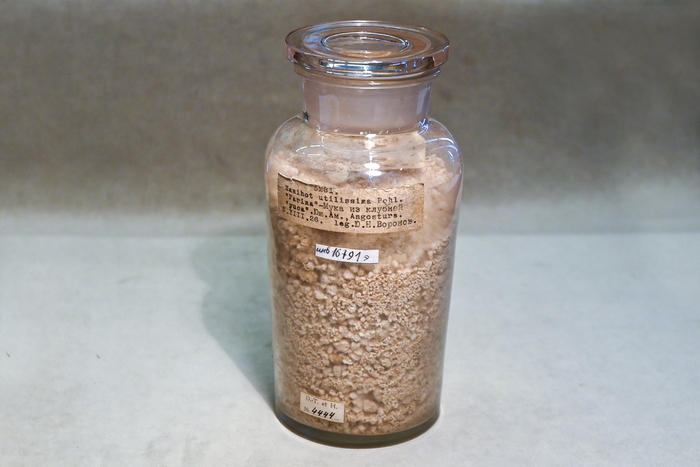 Мука из клубней маниока. Южноамериканское название- «yuca». Коллекция Ботанического музея БИН РАН.