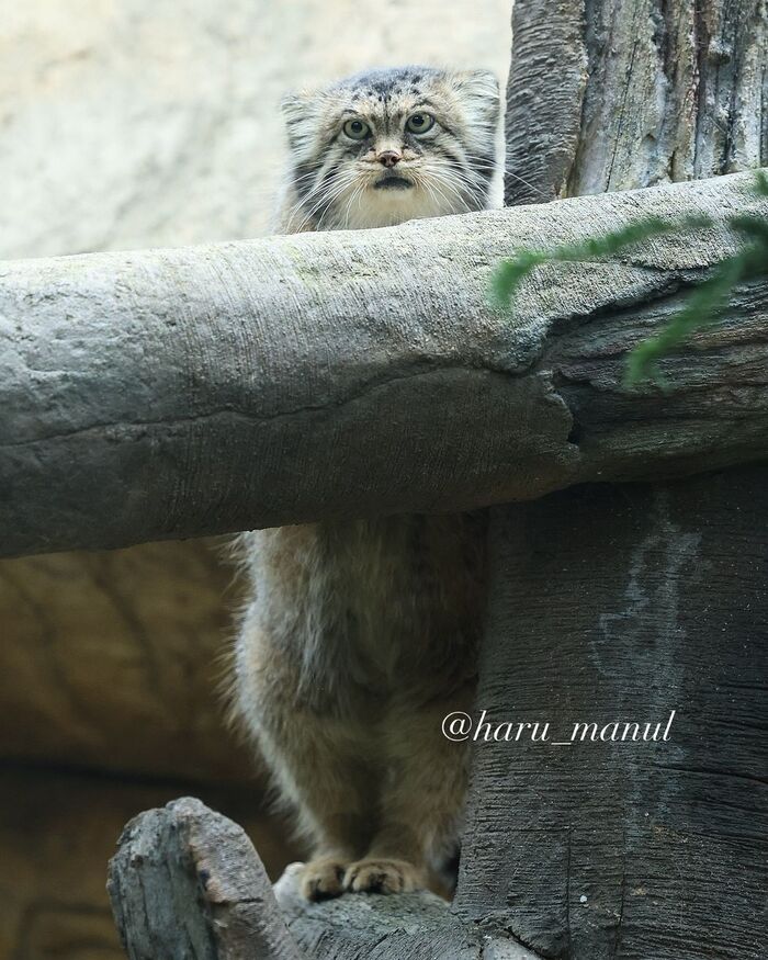 Why are they taking so long there? - Predatory animals, Wild animals, Cat family, Zoo, Pallas' cat, Small cats, The photo