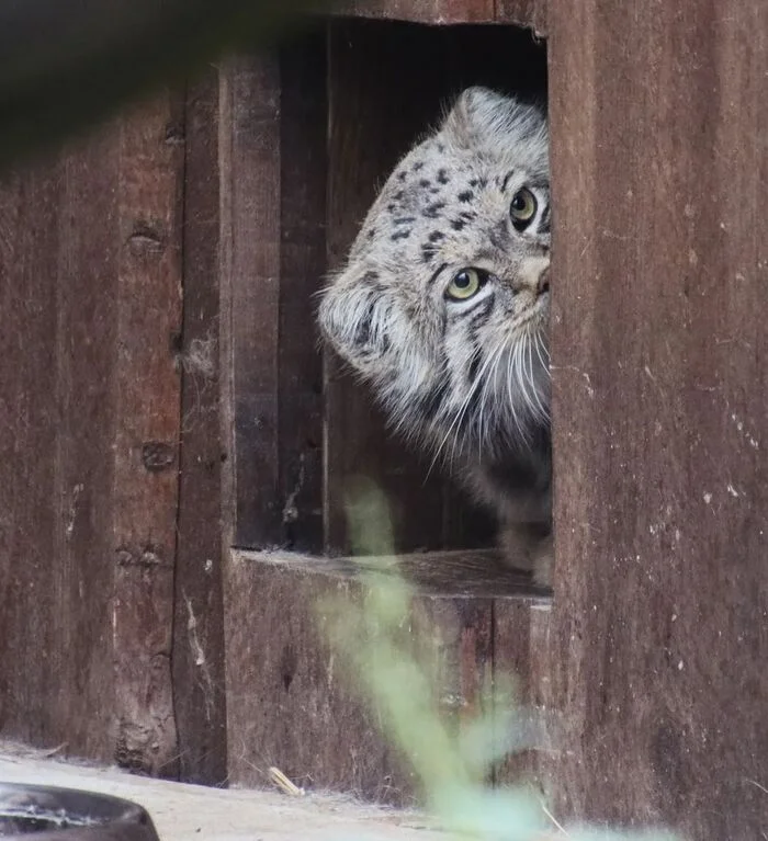 Two furry wonders from Tallinn - Wild animals, Predatory animals, Pallas' cat, Cat family, Small cats, The photo, Zoo, Instagram (link), Longpost