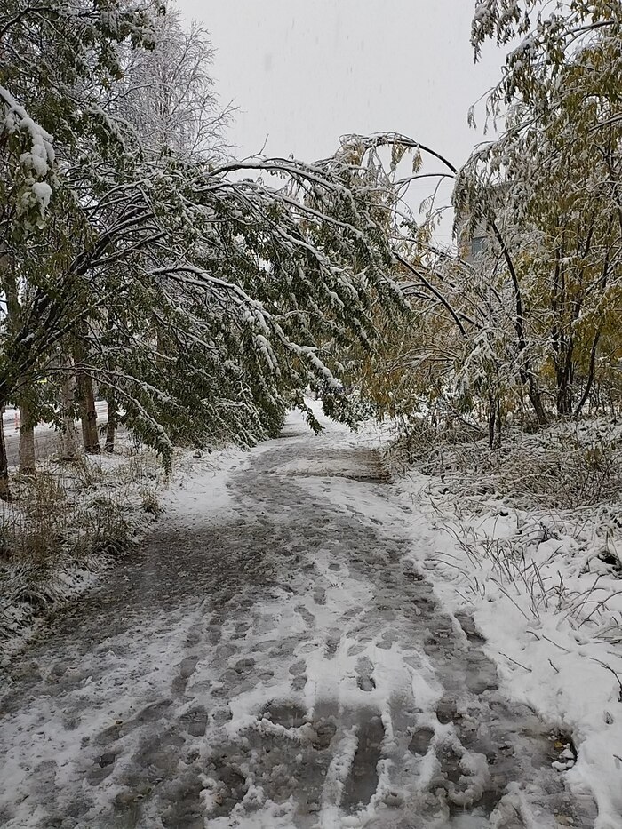 ���� ������