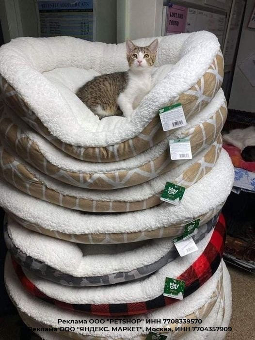 Принцесса на горошине