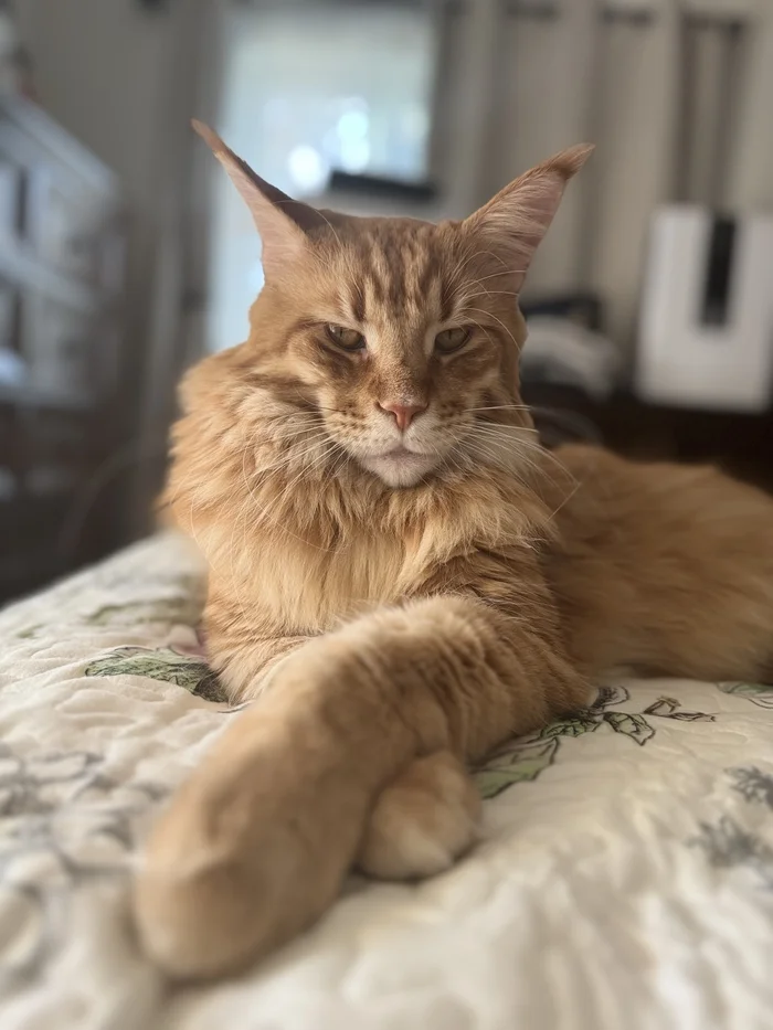 Boniface. Brutality:) - My, cat, Redheads, Maine Coon, Pets, The photo