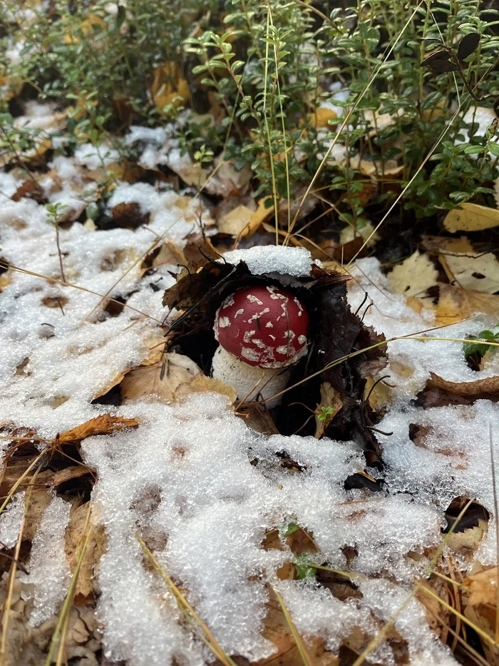 Snowdrop - My, Murmansk region, Fly agaric, Mobile photography