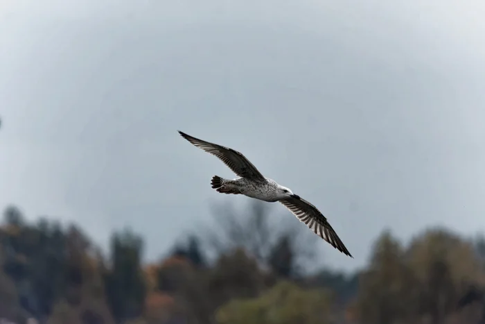 The story of one fishing trip - My, The nature of Russia, Photo hunting, Nature, Birds, Autumn, October, Hobby, Bird watching, Ornithology, Longpost