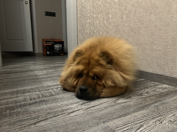 Называю своего пса «крабовой собакой» за привычку складывать лапы как краб. Ну и просто очень милого пса Вам в ленту)