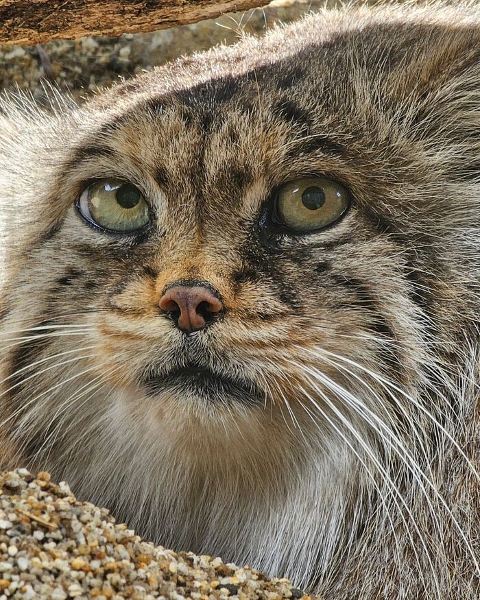 These eyes opposite - Predatory animals, Wild animals, Cat family, Zoo, Pallas' cat, Small cats, The photo