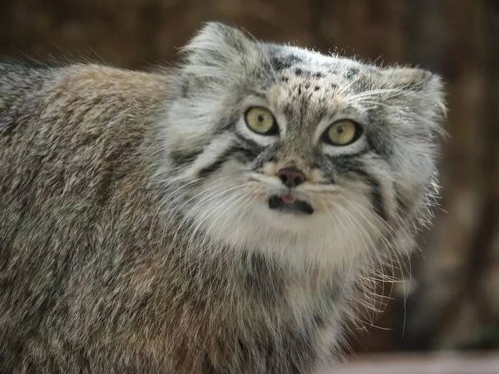 O - awesome - Predatory animals, Wild animals, Cat family, Zoo, Pallas' cat, Small cats, The photo