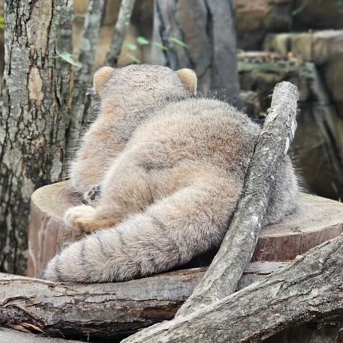 Tell me, what is his name? - Predatory animals, Wild animals, Cat family, Zoo, Pallas' cat, Small cats, The photo