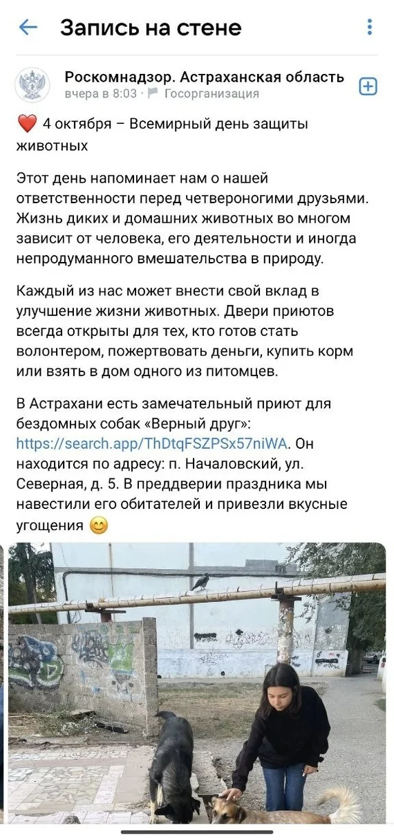 Astrakhan Roskomnadzor Likes to Feed Stray Dogs - Roskomnadzor, Astrakhan Region, Astrakhan, Stray dogs, Homeless animals, Dog attack, Dog, Animal defenders, Radical animal protection, VKontakte (link), Negative, Longpost