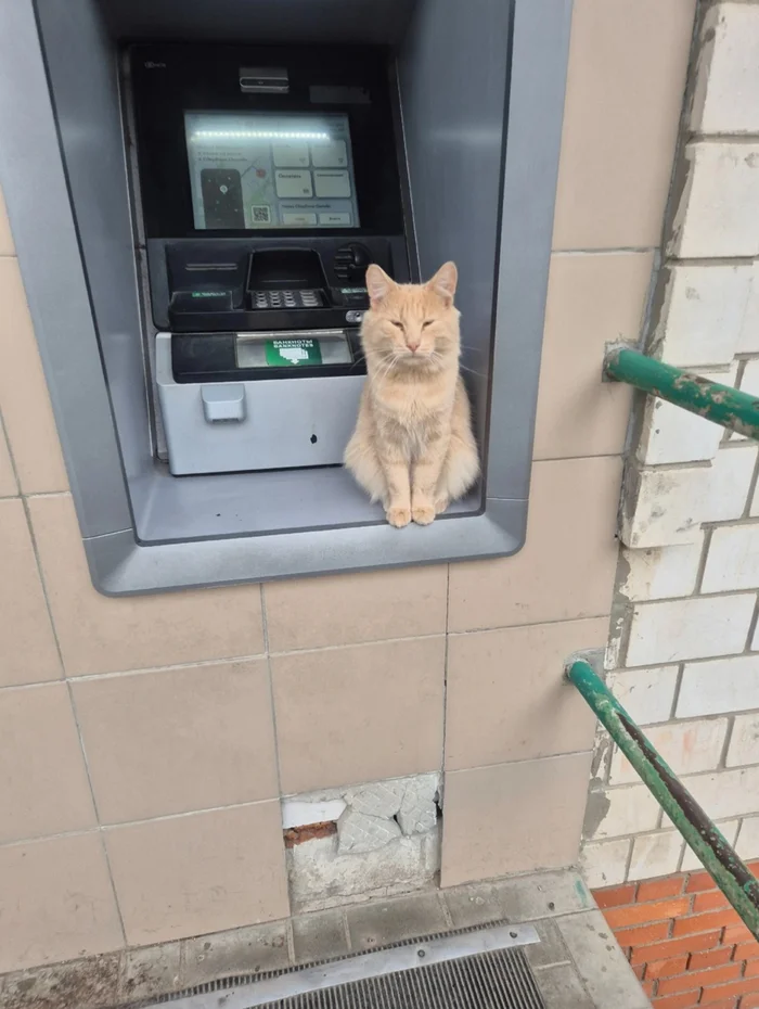 New Sber cashier in Ryazan. Consider that we switched to AI - Ryazan, Fish, Sberbank, Longpost, cat