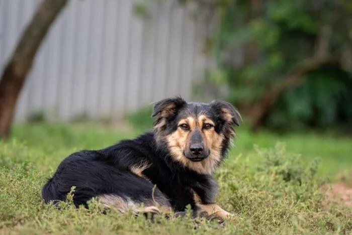 Tender little coward Audrey in the kindest hands - Dog, Dog lovers, Shelter, Homeless animals, Overexposure, Training, Friend, In good hands, No rating, Moscow, Volunteering, Longpost