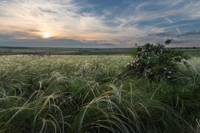 On a May evening - My, Feather grass, Steppe, Rostov region, Landscape