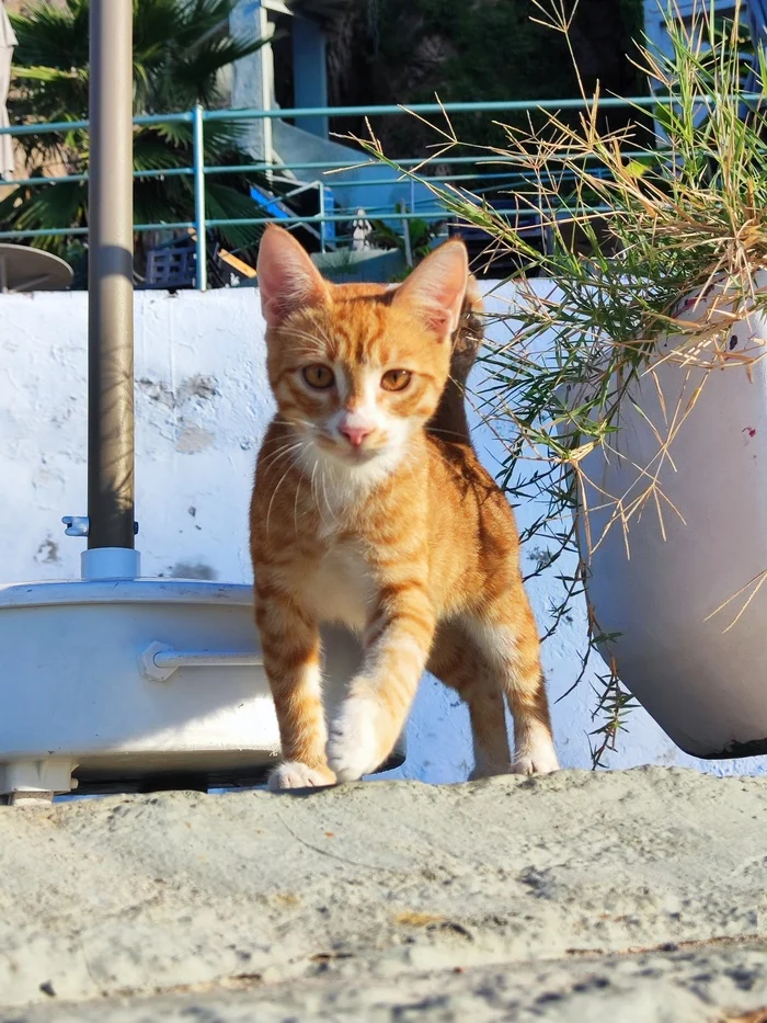 Saturday morning run - My, Run, Sport, Morning, Turkey, Antalya, cat, Kittens, The rocks, Sea, Mediterranean Sea, The photo, Mobile photography, Longpost