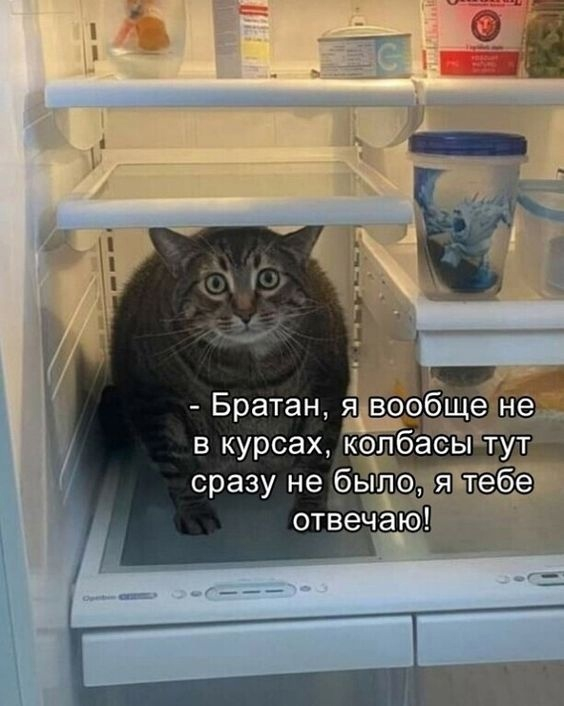 And what innocent eyes) - cat, Images, Fluffy, Humor, Refrigerator, Picture with text