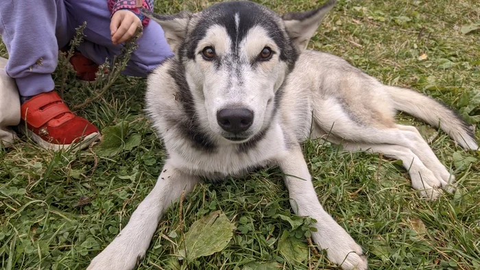 Husky puppy seems to be lost - My, Dog, Lost, Found a dog, Permian, No rating