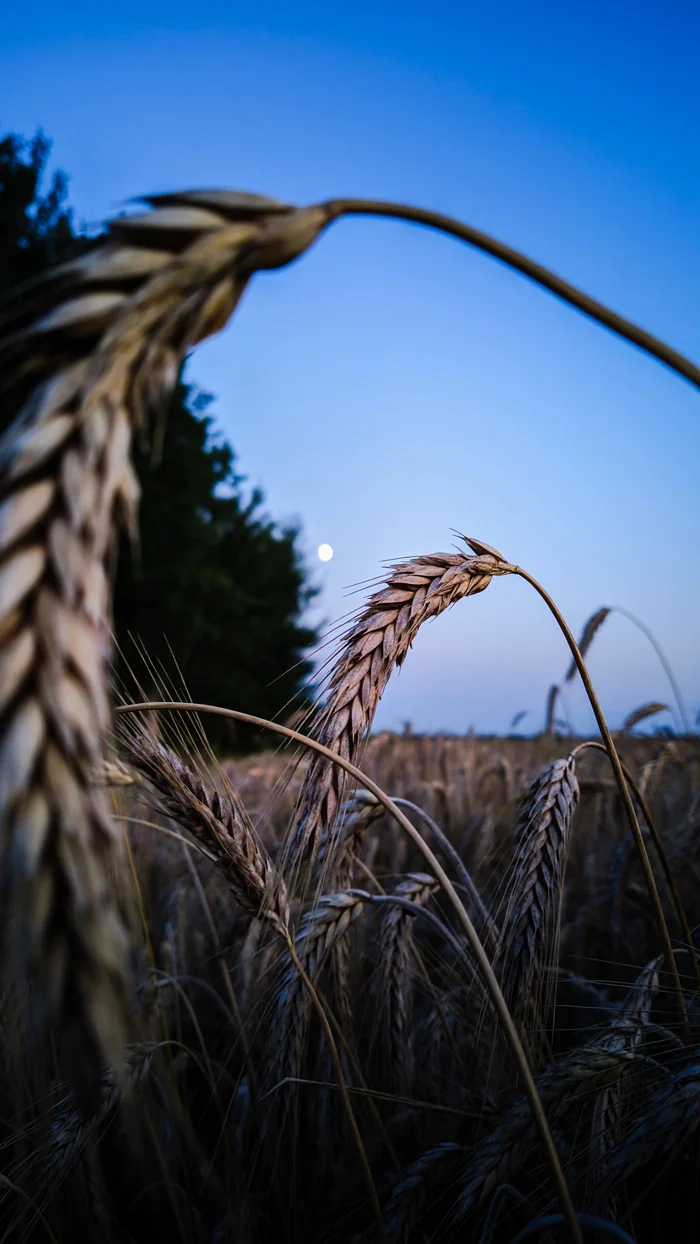 The rustle of ears of corn in the evening silence - My, Mobile photography, Field, Wheat, moon, Evening, Sunset, Nature, Landscape, Summer, beauty, The photo