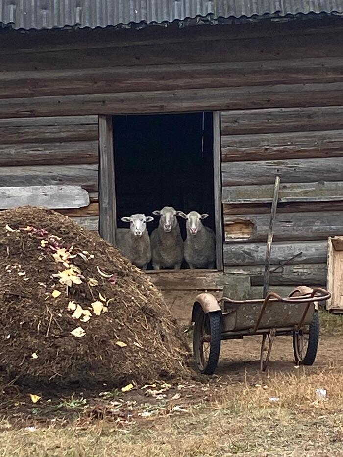 Village, autumn, sheep - My, Village, Sheeps, Rural life, Village, Autumn, The photo