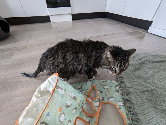 ������ ����