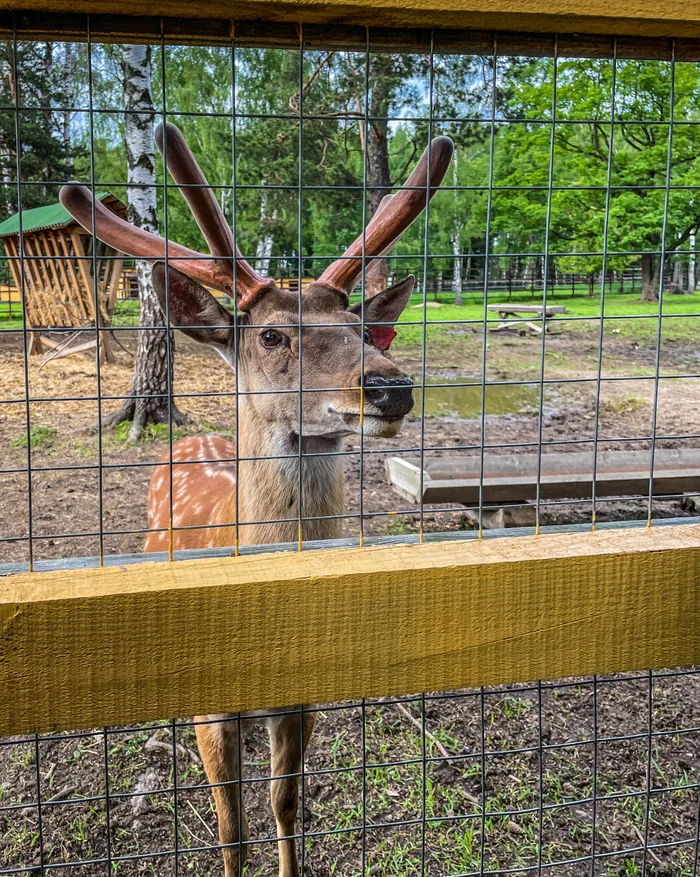 Elk biological station - My, The photo, Deer, Elk, Nature