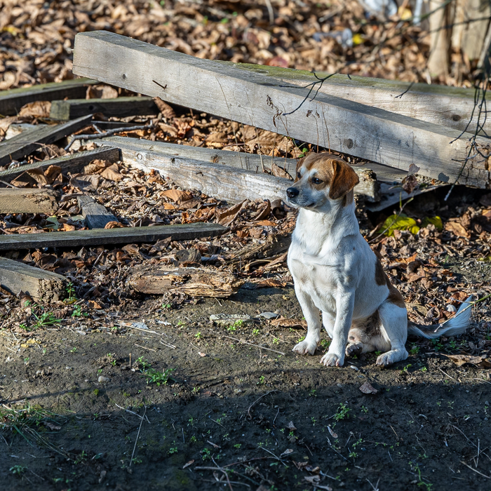 Собаки на улице 43