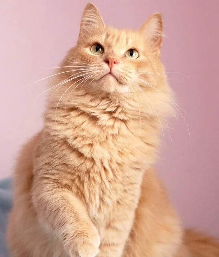 Young ginger cat Cepheus in good hands - Redheads, In good hands, cat, Cat lovers, Fluffy, Pet the cat, Homeless animals, Overexposure, Moscow, Moscow region, Siberian cat