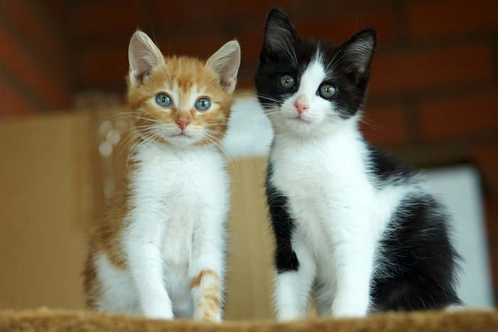 котята, котенок, в добрые руки