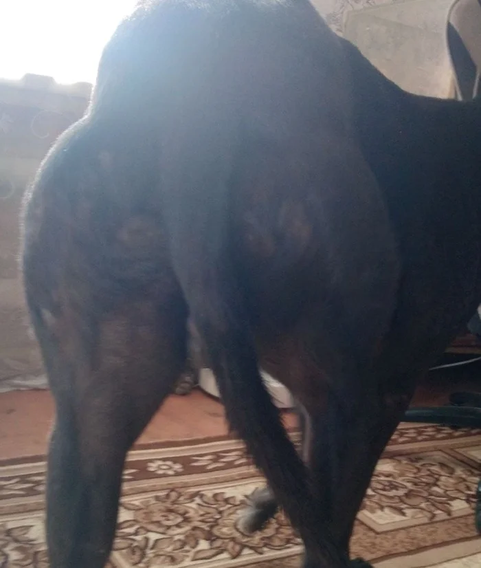 This is what a greyhound's butt looks like - My, Village, Pets, Animals, Jock, Gym, Dog