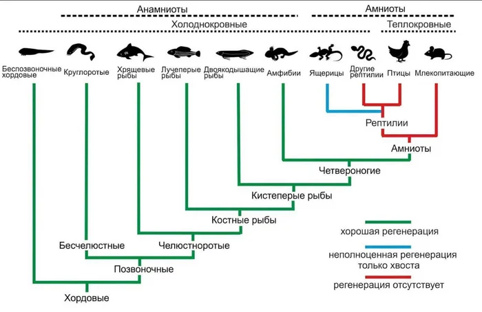 Landfall cost vertebrates their ability to regenerate - My, Biology, Regeneration, Axolotl, Evolution, Scientists, The science, Amphibian, A fish, Vertebrate, Research, Longpost