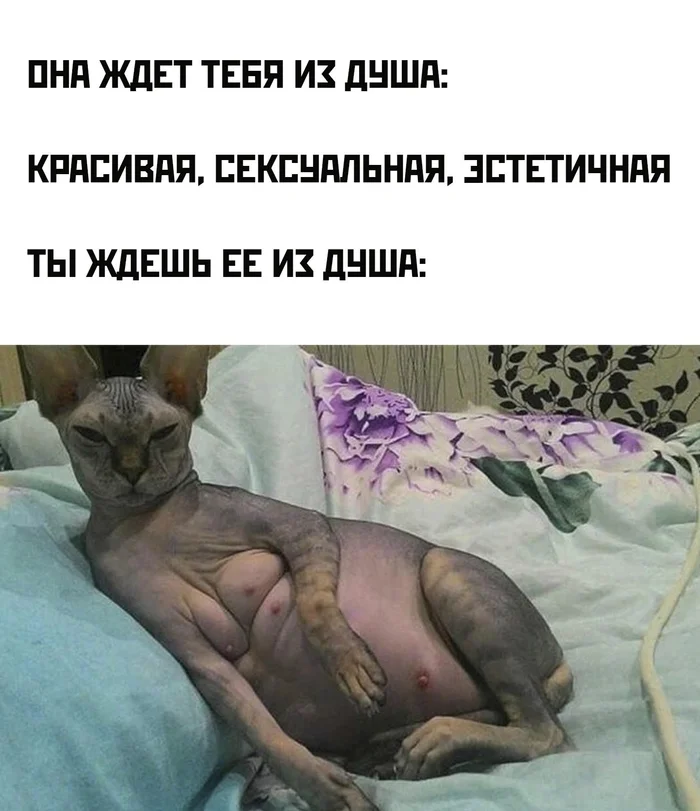 Also beautiful, but in its own way - Memes, Humor, Picture with text, cat, Sphinx, Relationship, Men and women, After shower