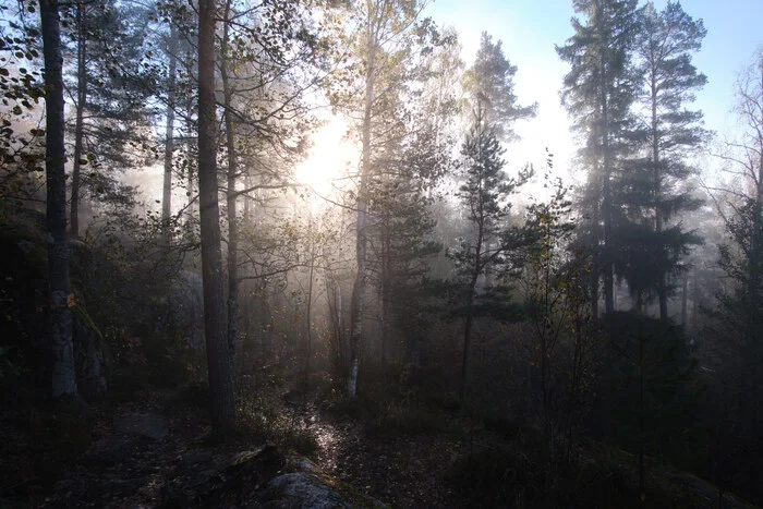 Fog on Lake Yastrebinoe - My, The photo, Nature, Fog, Sky, Forest, Tourism, Beautiful view, Lake, Longpost