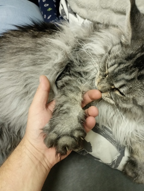 Maine Coons are cool - Milota, Images, Longpost, cat