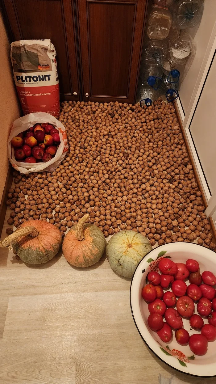 Call the zombies, they are coming! - My, Dacha, Harvest, Vegetables, Pumpkin, Walnuts