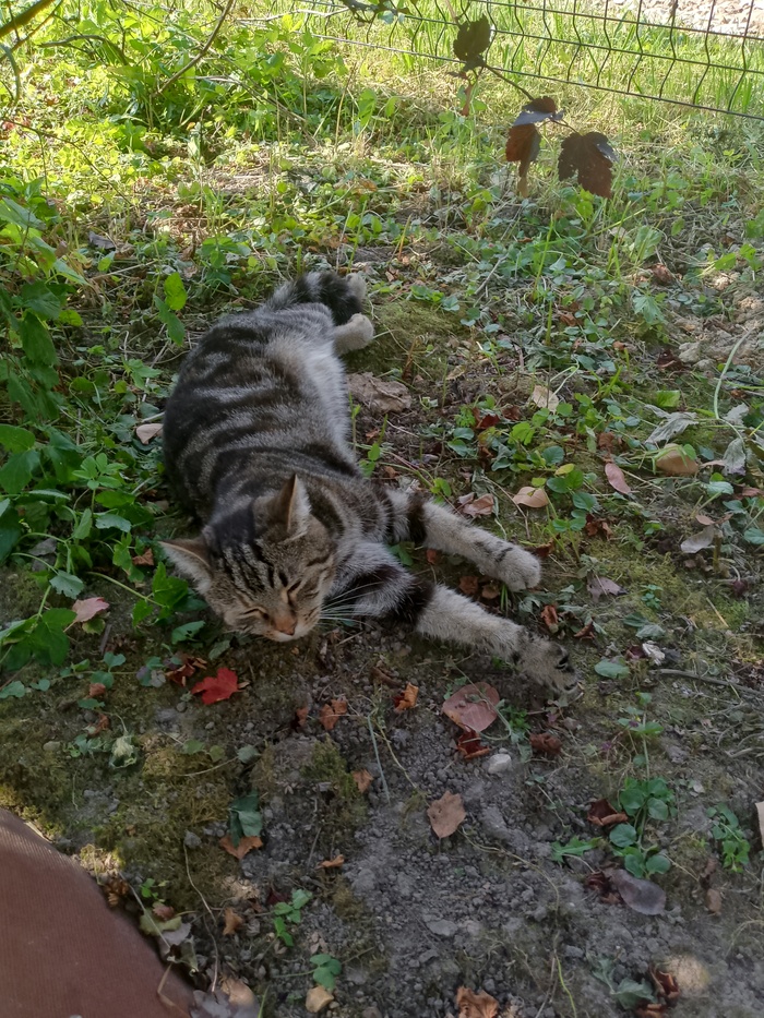 Она же, королевна не иначе