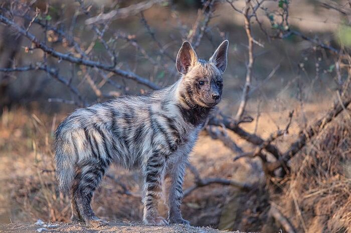 Полосатая гиена