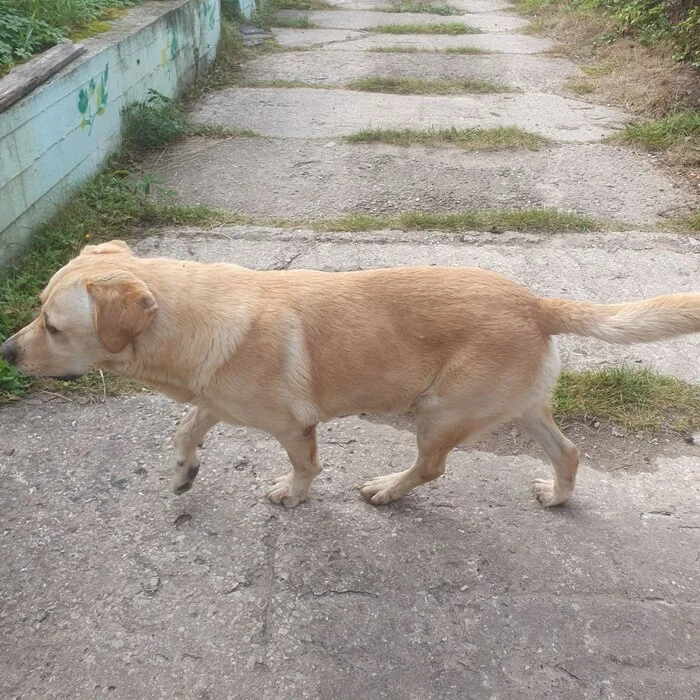 The dog is looking for its owner - Search for animals, Found a dog, Dog, In good hands, Moscow region