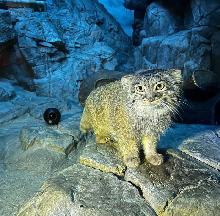 Two beauties from Cincinnati - Small cats, Pallas' cat, Cat family, Predatory animals, Wild animals, The photo, Zoo, Reddit (link), Longpost