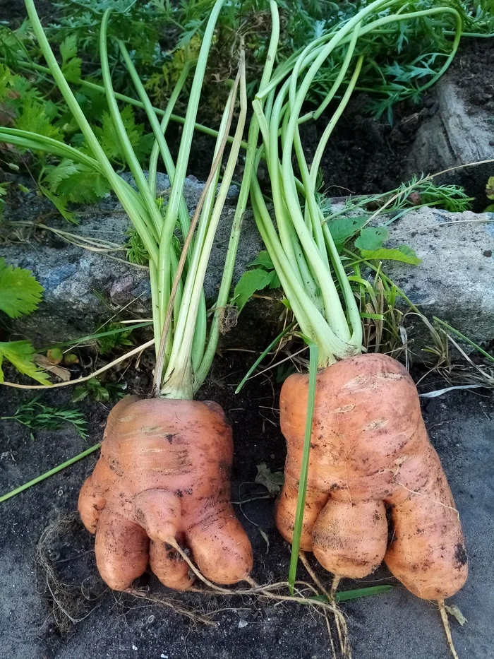 Any foot fetishists here? - My, Dacha, Vegetables, Harvest, Legs