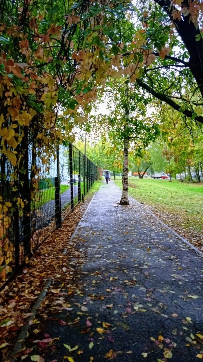 Autumn - My, Autumn, Tree, Sidewalk, Autumn leaves, The photo