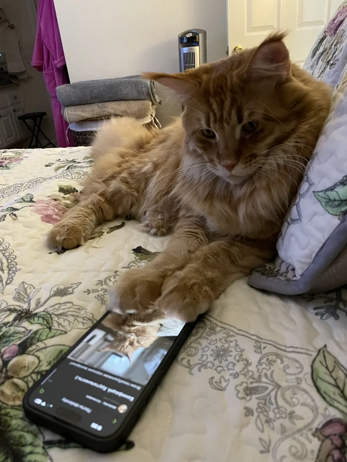 Continuation of the post Boniface. Brutality:) - My, cat, Redheads, Maine Coon, Reply to post, Pets, The photo