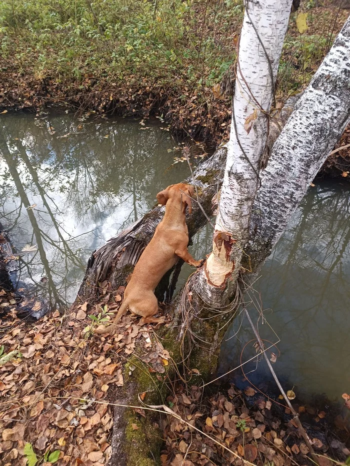 Beaver? - My, Dachshund, Dog, Beavers, Walk in the woods, The photo