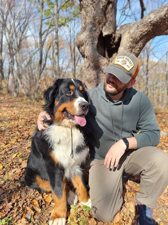 In the forest - My, Bernese mountain dog, Forest, Walk in the woods, Dog, Pets, The photo