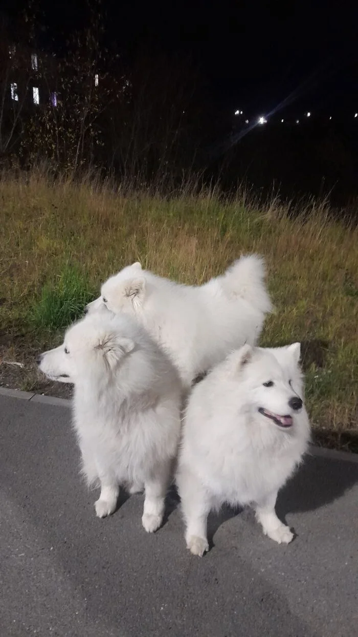 Fleas - My, Dog, Samoyed, Walk, The photo