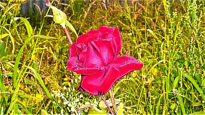 Rose - My, The photo, Walk, Nature, Flowers